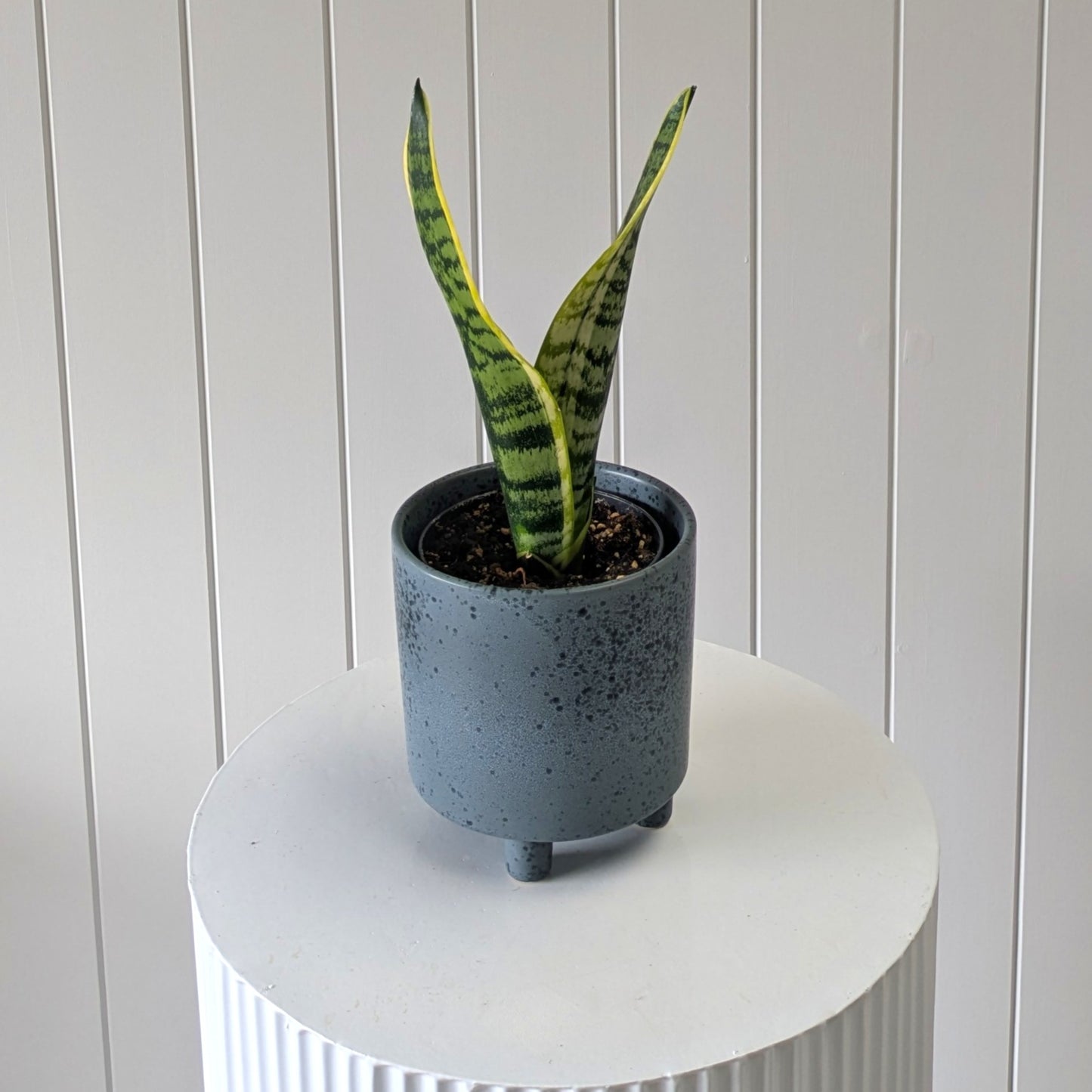 Snake Plant with Pot