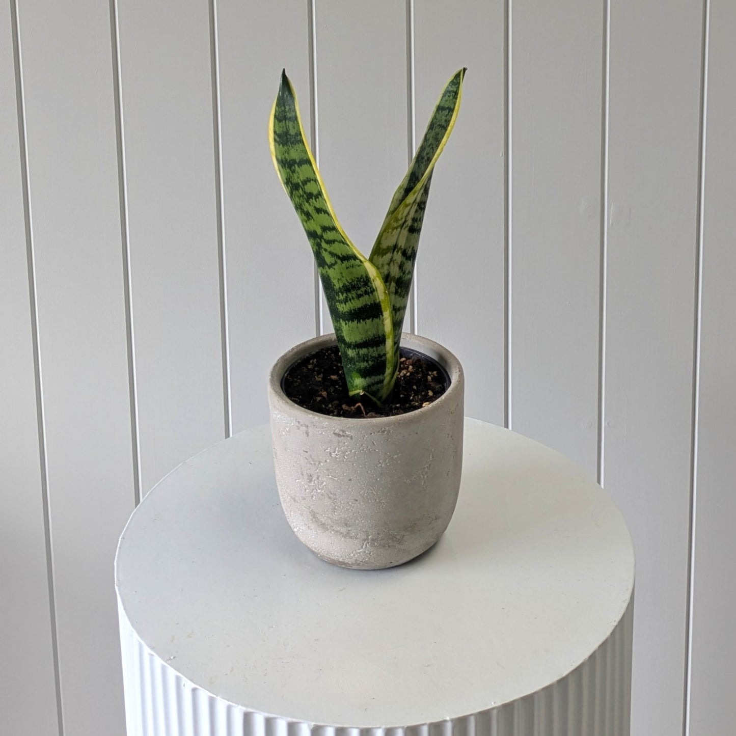 Snake Plant with Pot