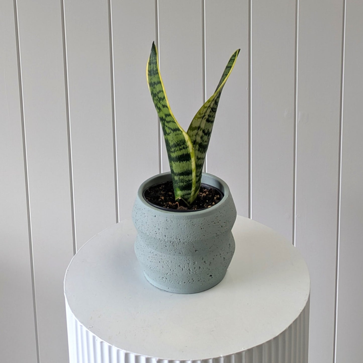 Snake Plant with Pot