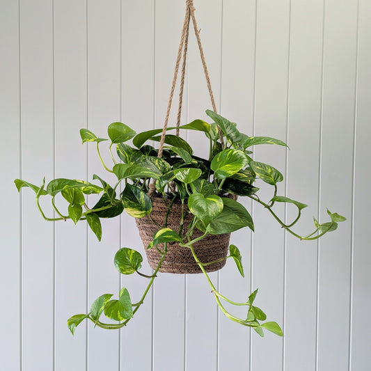 Devil's Ivy with Pot